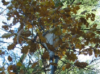listening device, oak tree, Woodland Trail, photo BJB