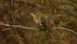 Sequence 01.Still027, redcd.jpg