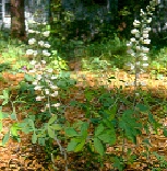 baptisia2.jpg