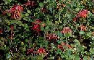 coral-hnysckl.jpg