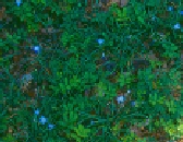 ipheion.jpg
