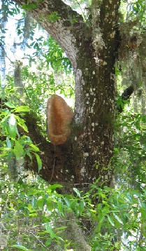 fox ear listening device, photo by Brenda Brown