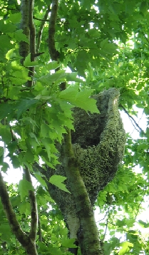 raccoon ear listening device, photo by Brenda Brown