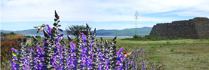 panorama, w plants,7-7-11,flat, redcd.tif