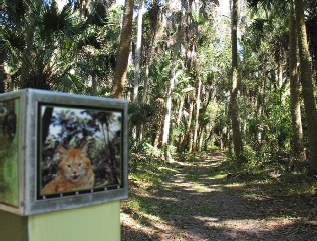 palm-palmetto area/bobcat post cap, photo B. Brown