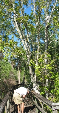 Crowley Listening Trail, photo by Brenda Brown