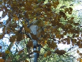 listening device, Woodland Trail, photo: Brenda Bown
