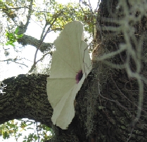 listening device, bayou edge, photo by Brenda Brown
