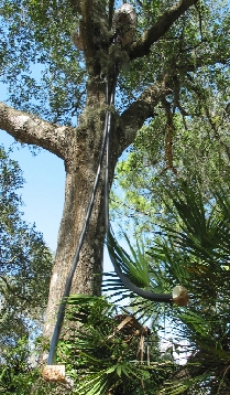 fox-squirrel ears listening device, photo, Brenda Brown