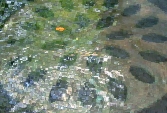 sqrdcrc-newH.jpg